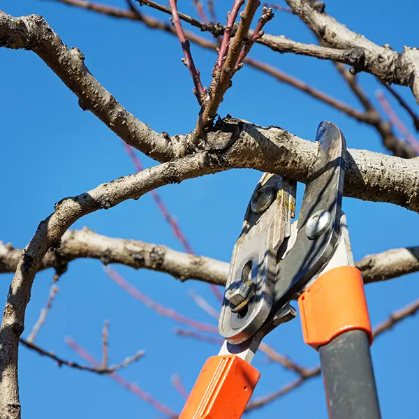 Dulac paysagiste élagage et entretien de vos arbres à Saint Genis Laval Rhône